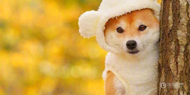 治愈系可爱柴犬林荫街道、树下、落叶堆中森系萌图片 第6张