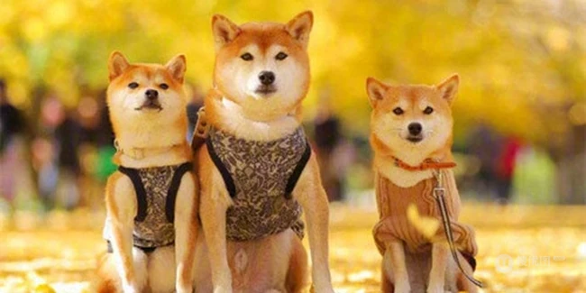治愈系可爱柴犬林荫街道、树下、落叶堆中森系萌图片 第4张
