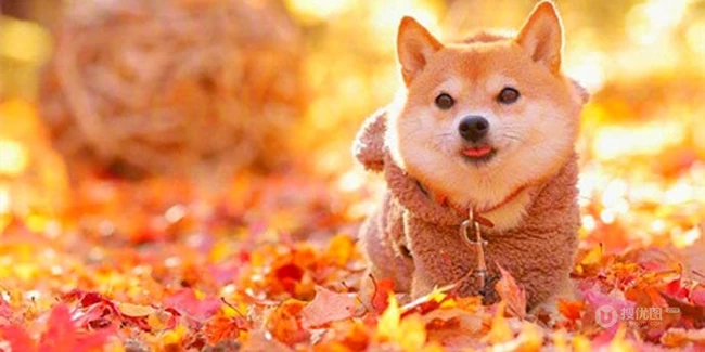 治愈系可爱柴犬林荫街道、树下、落叶堆中森系萌图片 第1张