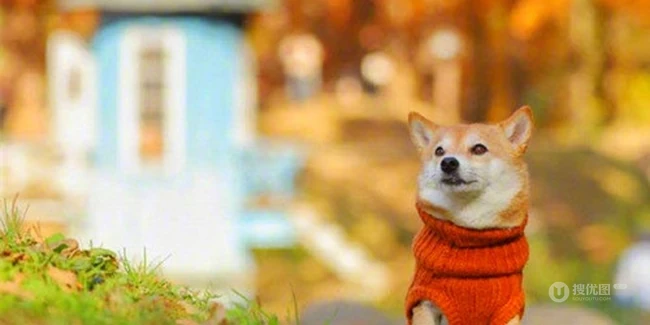 治愈系可爱柴犬林荫街道、树下、落叶堆中森系萌图片 第8张