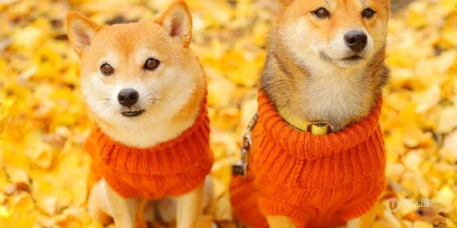 治愈系可爱柴犬林荫街道、树下、落叶堆中森系萌图片 第3张