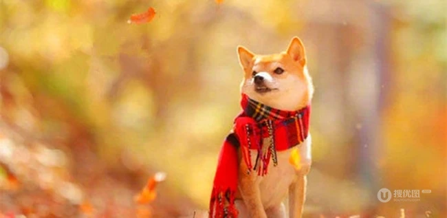 治愈系可爱柴犬林荫街道、树下、落叶堆中森系萌图片 第2张