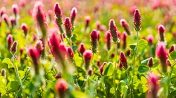 唯美小清新麦穗、花海、花朵等关于植物的桌面壁纸图片