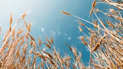 唯美小清新麦穗、花海、花朵等关于植物的桌面壁纸图片