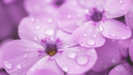 唯美小清新麦穗、花海、花朵等关于植物的桌面壁纸图片