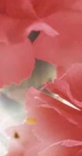 康乃馨图片，带有花语的清新康乃馨唯美图片