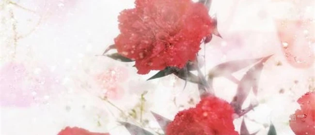 康乃馨图片，带有花语的清新康乃馨唯美图片