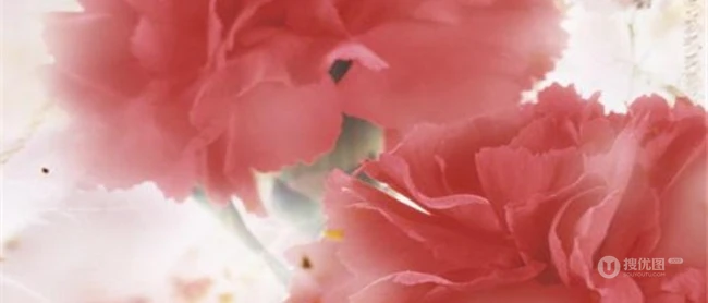 康乃馨图片，带有花语的清新康乃馨唯美图片