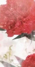 康乃馨图片，带有花语的清新康乃馨唯美图片