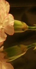 康乃馨花的图片，近距离下的清新康乃馨花好看图片