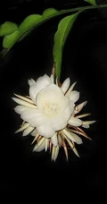昙花图片，昙花花语是什么？清新白色昙花的图片欣赏