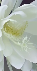 昙花图片，昙花花语是什么？清新白色昙花的图片欣赏