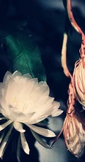 昙花图片，昙花花语是什么？清新白色昙花的图片欣赏