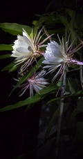 昙花图片，昙花花语是什么？清新白色昙花的图片欣赏