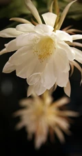 昙花图片，昙花花语是什么？清新白色昙花的图片欣赏