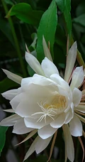 昙花图片，昙花花语是什么？清新白色昙花的图片欣赏