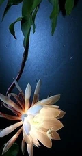 昙花图片，昙花花语是什么？清新白色昙花的图片欣赏