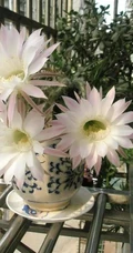 昙花图片，昙花花语是什么？清新白色昙花的图片欣赏