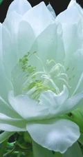 昙花图片，昙花花语是什么？清新白色昙花的图片欣赏