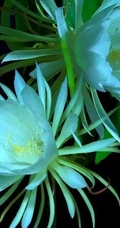 昙花图片，昙花花语是什么？清新白色昙花的图片欣赏