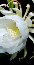 昙花图片，昙花花语是什么？清新白色昙花的图片欣赏