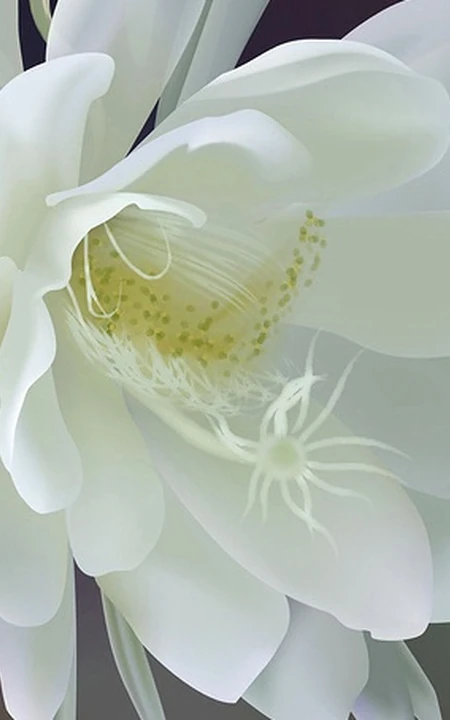 昙花图片，昙花花语是什么？清新白色昙花的图片欣赏