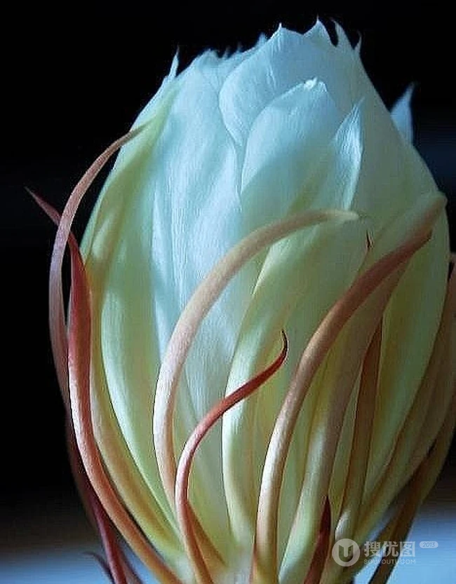 昙花图片，昙花花语是什么？清新白色昙花的图片欣赏