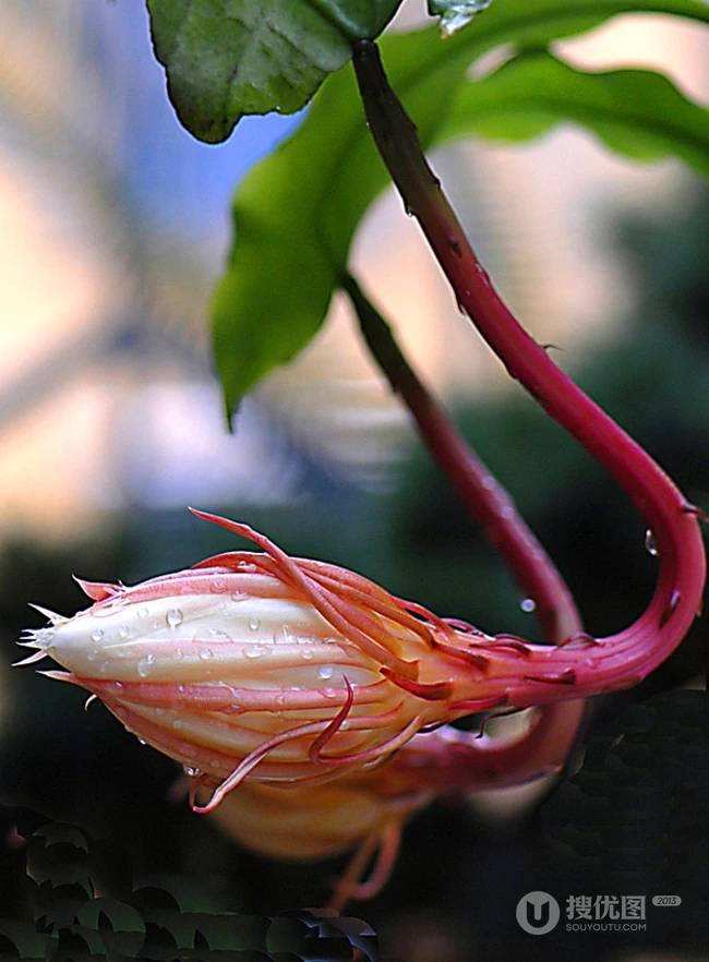 昙花图片，昙花花语是什么？清新白色昙花的图片欣赏