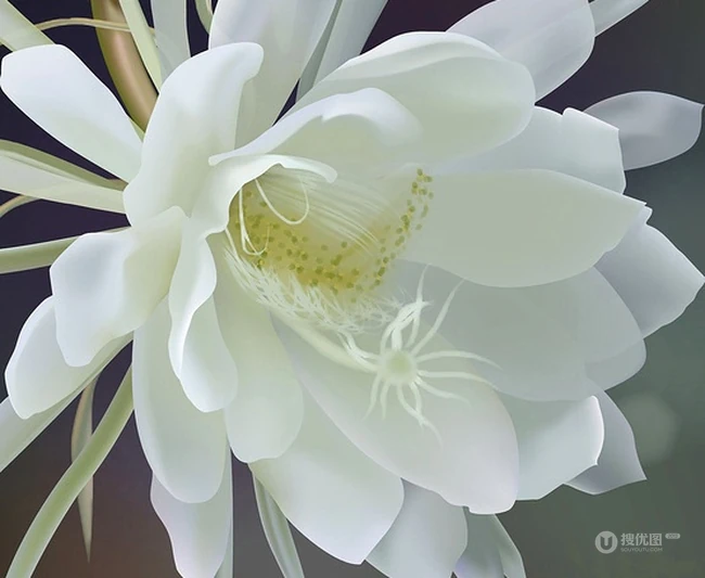 昙花图片，昙花花语是什么？清新白色昙花的图片欣赏