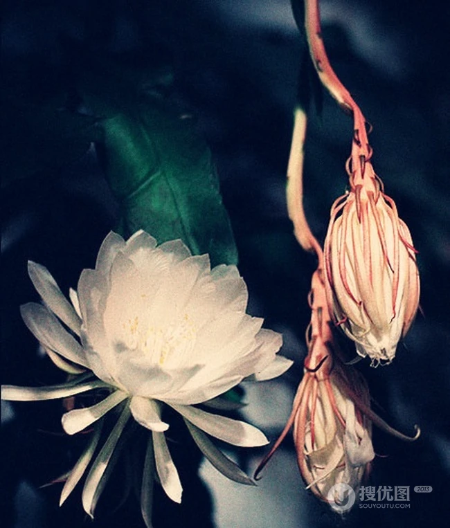 昙花图片，昙花花语是什么？清新白色昙花的图片欣赏