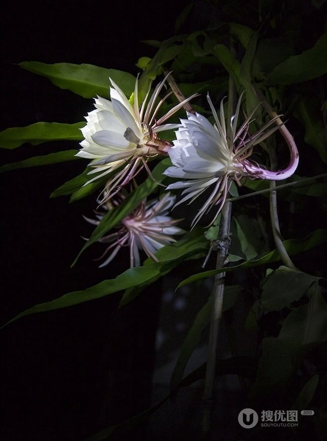 昙花图片，昙花花语是什么？清新白色昙花的图片欣赏
