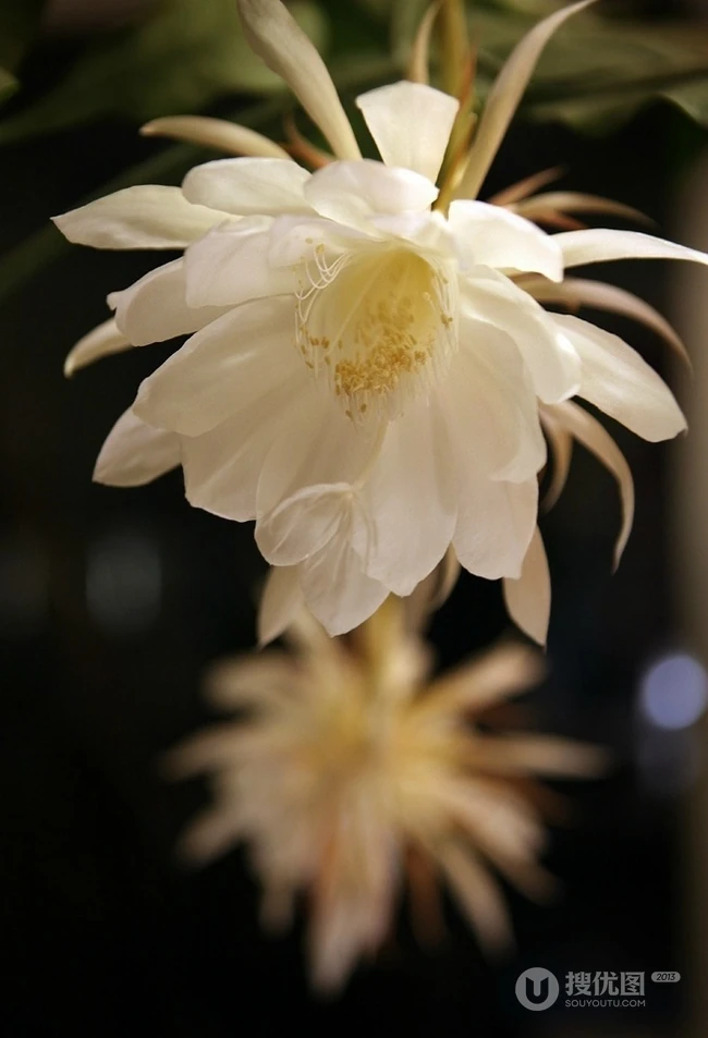 昙花图片，昙花花语是什么？清新白色昙花的图片欣赏
