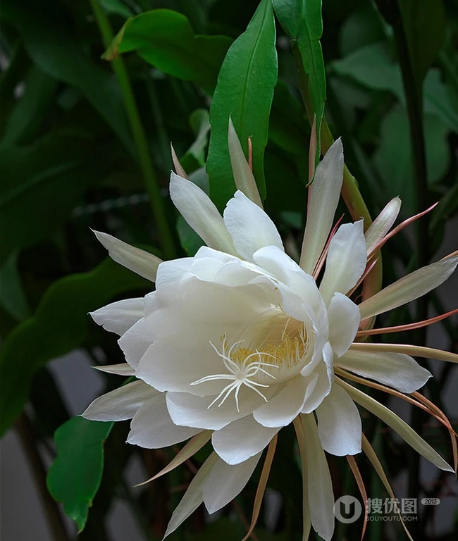 昙花图片，昙花花语是什么？清新白色昙花的图片欣赏