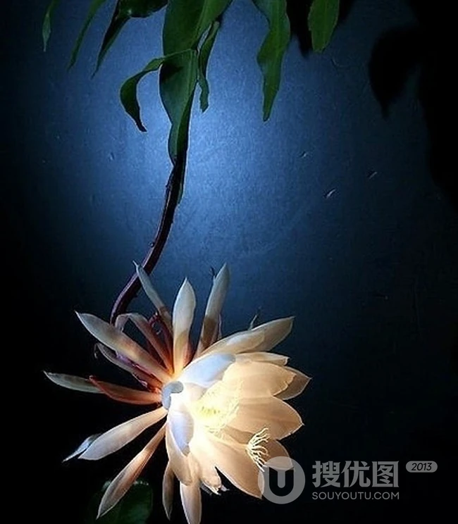 昙花图片，昙花花语是什么？清新白色昙花的图片欣赏