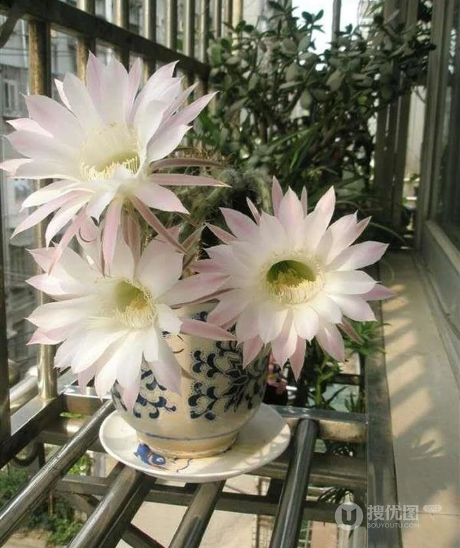 昙花图片，昙花花语是什么？清新白色昙花的图片欣赏
