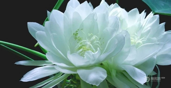 昙花图片，昙花花语是什么？清新白色昙花的图片欣赏