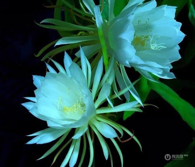 昙花图片，昙花花语是什么？清新白色昙花的图片欣赏