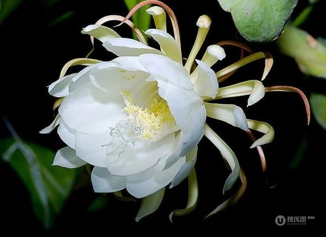 昙花图片，昙花花语是什么？清新白色昙花的图片欣赏