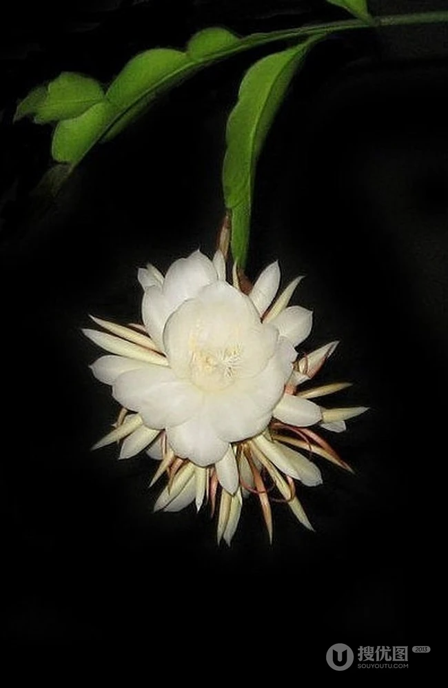 昙花图片，昙花花语是什么？清新白色昙花的图片欣赏