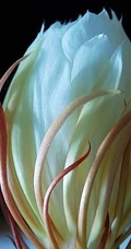 昙花图片，昙花花语是什么？清新白色昙花的图片欣赏