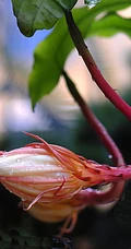 昙花图片，昙花花语是什么？清新白色昙花的图片欣赏