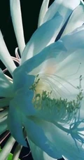 夜间开放的昙花图片，昙花一现所开放出来的绝世芳华