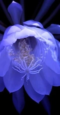 夜间开放的昙花图片，昙花一现所开放出来的绝世芳华