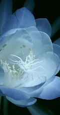 夜间开放的昙花图片，昙花一现所开放出来的绝世芳华