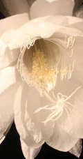 夜间开放的昙花图片，昙花一现所开放出来的绝世芳华
