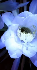 夜间开放的昙花图片，昙花一现所开放出来的绝世芳华