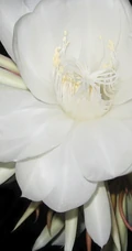 夜间开放的昙花图片，昙花一现所开放出来的绝世芳华