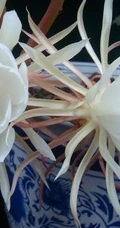 夜间开放的昙花图片，昙花一现所开放出来的绝世芳华