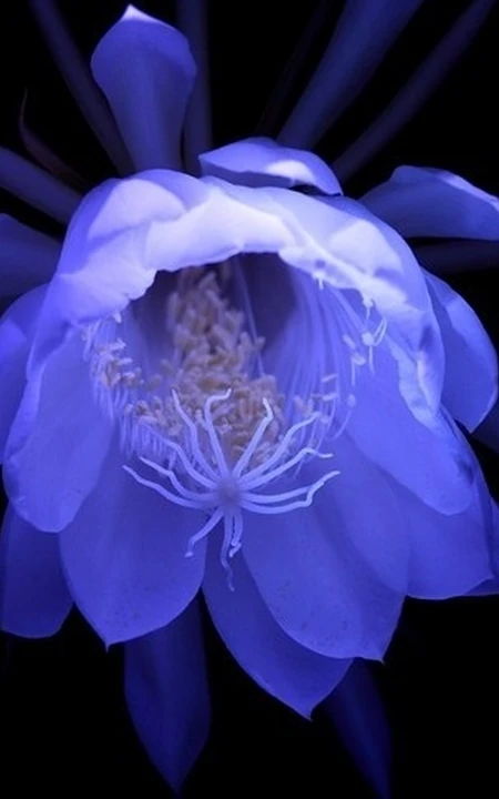 夜间开放的昙花图片，昙花一现所开放出来的绝世芳华