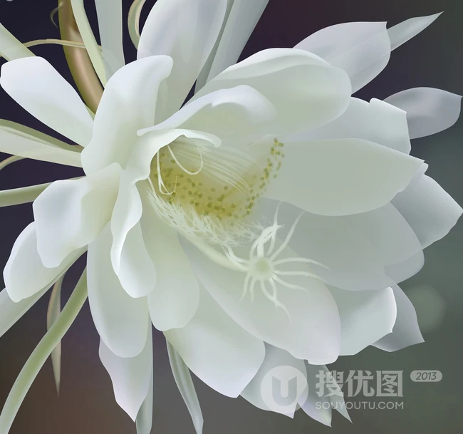 夜间开放的昙花图片，昙花一现所开放出来的绝世芳华